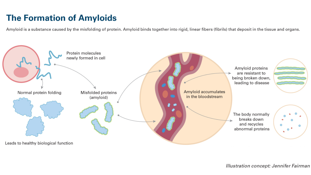 formation of amyloids