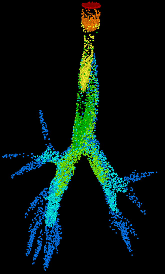 A computer model of the throat and lungs shows how far into the airways medications of various sizes can reach. The colors represent different sized aerosol particles. Dr. Hindle and Dr. Longest can target different areas of the lungs by manipulating the growth and size of aerosol medication particles.