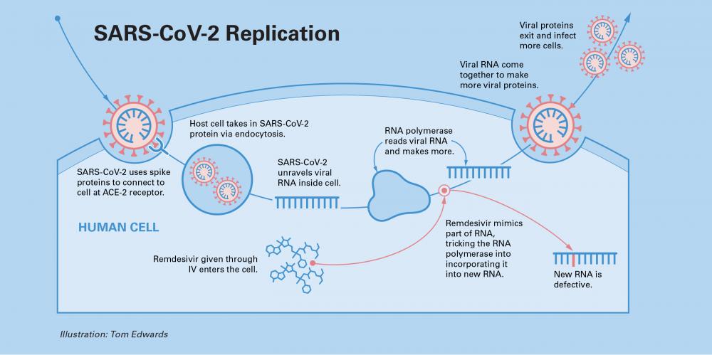 Remdesivir works by blocking the enzyme that is involved in multiplication of SARS-CoV-2, the virus that causes COVID-19. Illustration: Tom Edwards