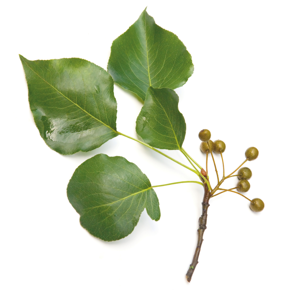 environmental allergens